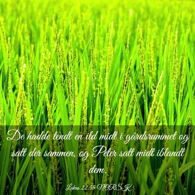 Picture 03 - Lukas 22:55 NORSK - De hadde tendt en ild midt i gårdsrummet og satt - Bible Verse Picture