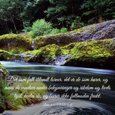 Picture 03 - Lukas 8:14 NORSK - Det som falt iblandt torner, det er de som - Bible Verse Picture