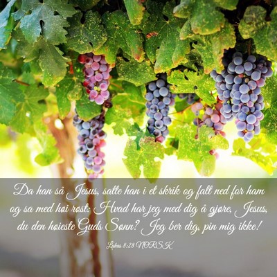 Picture 03 - Lukas 8:28 NORSK - Da han så Jesus, satte han i et skrik og falt - Bible Verse Picture