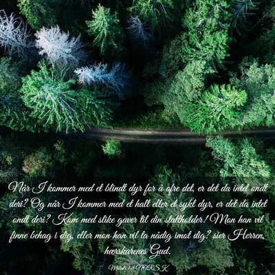 Picture 03 - Malaki 1:8 NORSK - Når I kommer med et blindt dyr for å ofre det, - Bible Verse Picture