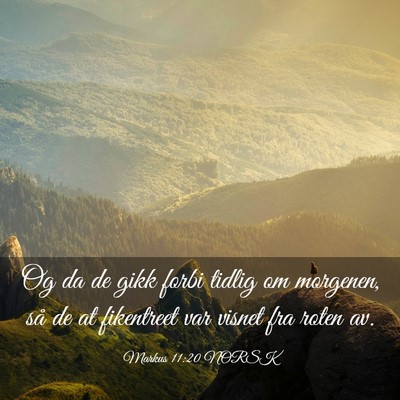 Picture 03 - Markus 11:20 NORSK - Og da de gikk forbi tidlig om morgenen, så de at - Bible Verse Picture