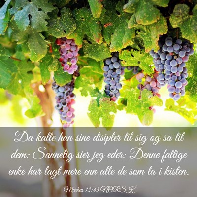 Picture 03 - Markus 12:43 NORSK - Da kalte han sine disipler til sig og sa til dem: - Bible Verse Picture