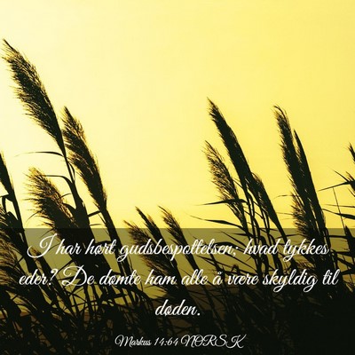 Picture 03 - Markus 14:64 NORSK - I har hørt gudsbespottelsen; hvad tykkes eder? - Bible Verse Picture