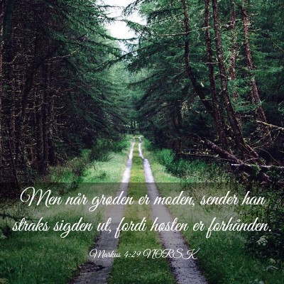 Picture 03 - Markus 4:29 NORSK - Men når grøden er moden, sender han straks - Bible Verse Picture