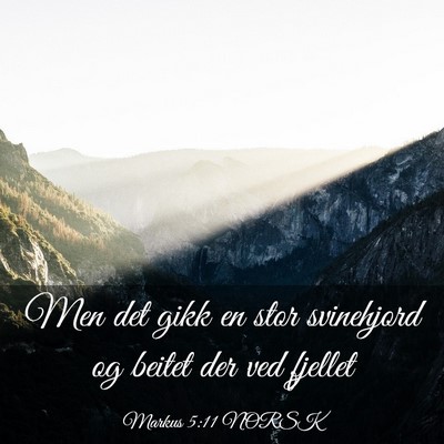 Picture 03 - Markus 5:11 NORSK - Men det gikk en stor svinehjord og beitet der ved - Bible Verse Picture