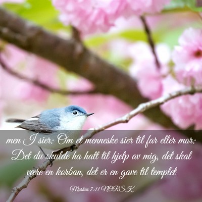 Picture 03 - Markus 7:11 NORSK - men I sier: Om et menneske sier til far eller - Bible Verse Picture