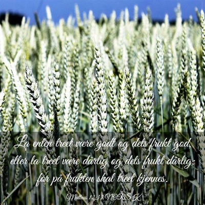 Picture 03 - Matteus 12:33 NORSK - La enten treet være godt og dets frukt god, - Bible Verse Picture