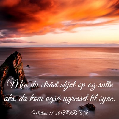 Picture 03 - Matteus 13:26 NORSK - Men da strået skjøt op og satte aks, da kom - Bible Verse Picture