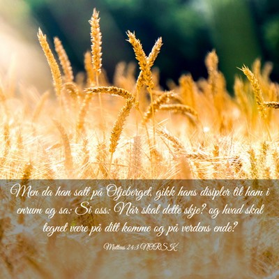 Picture 03 - Matteus 24:3 NORSK - Men da han satt på Oljeberget, gikk hans - Bible Verse Picture