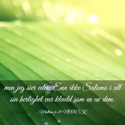Picture 03 - Matteus 6:29 NORSK - men jeg sier eder: Enn ikke Salomo i all sin - Bible Verse Picture