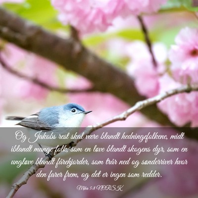 Picture 03 - Mika 5:8 NORSK - Og Jakobs rest skal være blandt hedningefolkene, - Bible Verse Picture