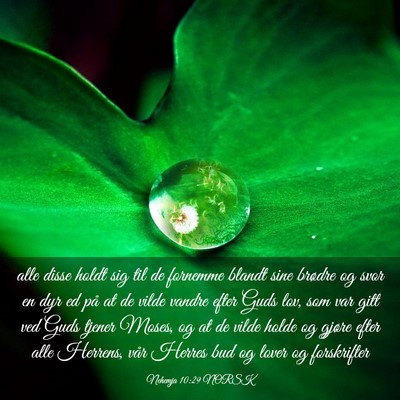 Picture 03 - Nehemja 10:29 NORSK - alle disse holdt sig til de fornemme blandt sine - Bible Verse Picture