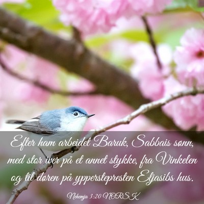 Picture 03 - Nehemja 3:20 NORSK - Efter ham arbeidet Baruk, Sabbais sønn, med stor - Bible Verse Picture