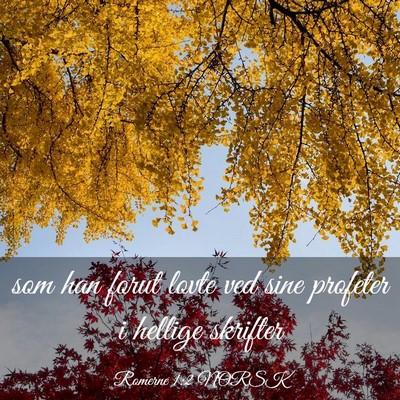 Picture 03 - Romerne 1:2 NORSK - som han forut lovte ved sine profeter i hellige - Bible Verse Picture