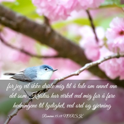 Picture 03 - Romerne 15:18 NORSK - for jeg vil ikke driste mig til å tale om annet - Bible Verse Picture