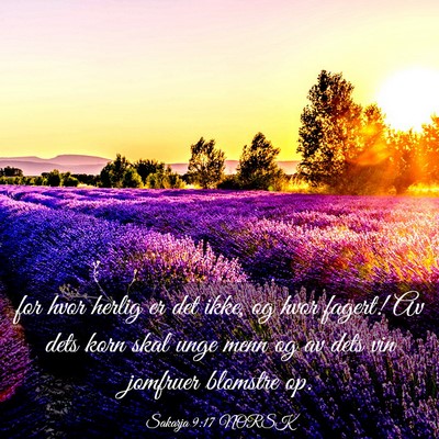Picture 03 - Sakarja 9:17 NORSK - for hvor herlig er det ikke, og hvor fagert! Av - Bible Verse Picture