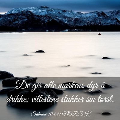 Picture 03 - Salmene 104:11 NORSK - De gir alle markens dyr å drikke; villeslene - Bible Verse Picture