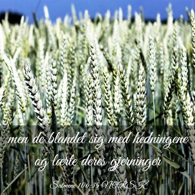 Picture 03 - Salmene 106:35 NORSK - men de blandet sig med hedningene og lærte deres - Bible Verse Picture