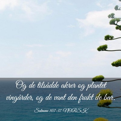 Picture 03 - Salmene 107:37 NORSK - Og de tilsådde akrer og plantet vingårder, og - Bible Verse Picture