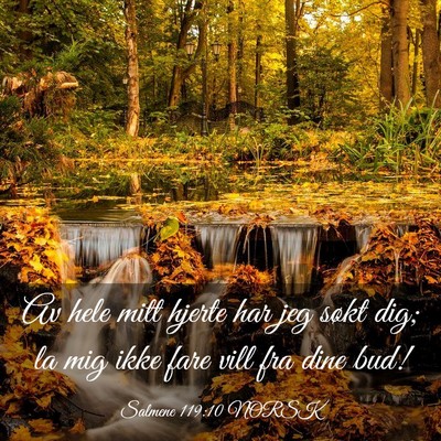 Picture 03 - Salmene 119:10 NORSK - Av hele mitt hjerte har jeg søkt dig; la mig - Bible Verse Picture