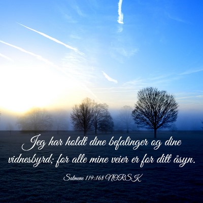 Picture 03 - Salmene 119:168 NORSK - Jeg har holdt dine befalinger og dine vidnesbyrd; - Bible Verse Picture