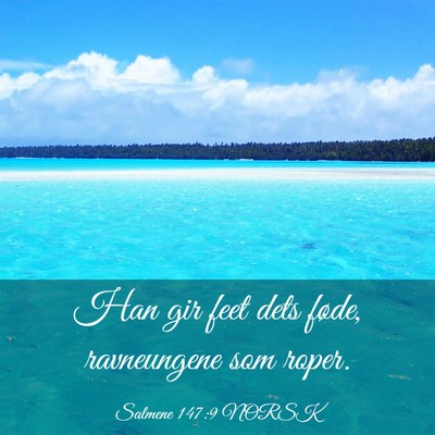 Picture 03 - Salmene 147:9 NORSK - Han gir feet dets føde, ravneungene som - Bible Verse Picture
