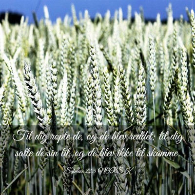 Picture 03 - Salmene 22:5 NORSK - Til dig ropte de, og de blev reddet; til dig - Bible Verse Picture