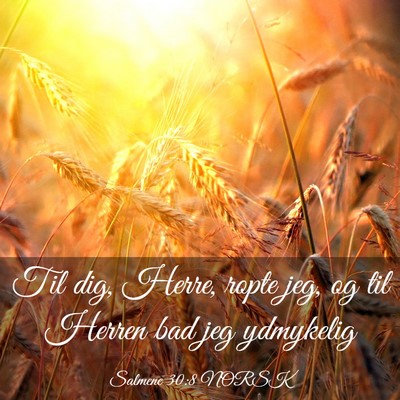 Picture 03 - Salmene 30:8 NORSK - Til dig, Herre, ropte jeg, og til Herren bad jeg - Bible Verse Picture