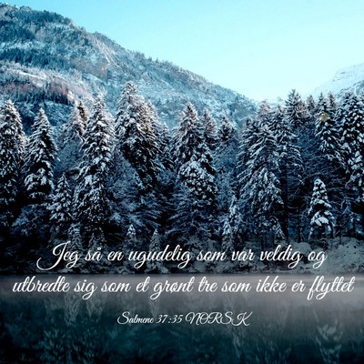 Picture 03 - Salmene 37:35 NORSK - Jeg så en ugudelig som var veldig og utbredte - Bible Verse Picture