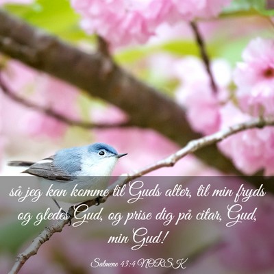 Picture 03 - Salmene 43:4 NORSK - så jeg kan komme til Guds alter, til min fryds - Bible Verse Picture