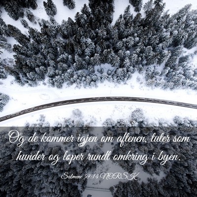 Picture 03 - Salmene 59:14 NORSK - Og de kommer igjen om aftenen, tuter som hunder - Bible Verse Picture