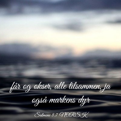 Picture 03 - Salmene 8:7 NORSK - får og okser, alle tilsammen, ja også markens - Bible Verse Picture