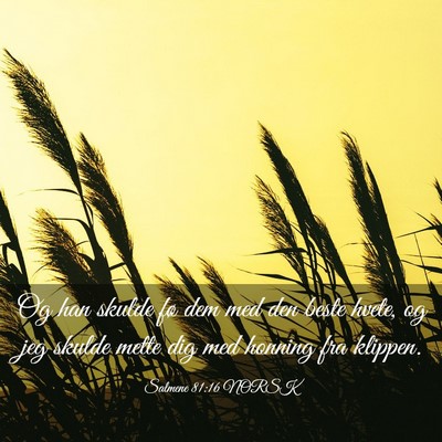Picture 03 - Salmene 81:16 NORSK - Og han skulde fø dem med den beste hvete, og jeg - Bible Verse Picture