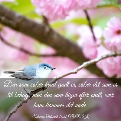 Picture 03 - Salomos Ordspråk 11:27 NORSK - Den som søker hvad godt er, søker det som er - Bible Verse Picture
