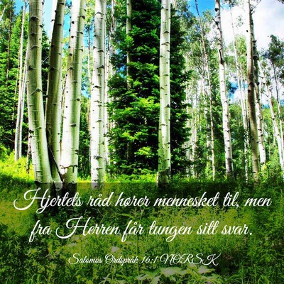 Picture 03 - Salomos Ordspråk 16:1 NORSK - Hjertets råd hører mennesket til, men fra - Bible Verse Picture