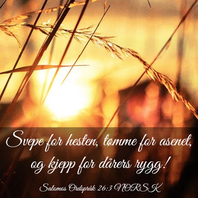 Picture 03 - Salomos Ordspråk 26:3 NORSK - Svepe for hesten, tømme for asenet, og kjepp for - Bible Verse Picture