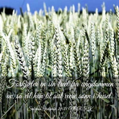 Picture 03 - Salomos Ordspråk 29:21 NORSK - Forkjæler en sin træl fra ungdommen av, så vil - Bible Verse Picture