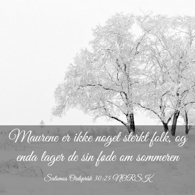 Picture 03 - Salomos Ordspråk 30:25 NORSK - Maurene er ikke noget sterkt folk, og enda lager - Bible Verse Picture