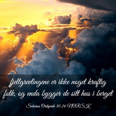 Picture 03 - Salomos Ordspråk 30:26 NORSK - fjellgrevlingene er ikke noget kraftig folk, og - Bible Verse Picture