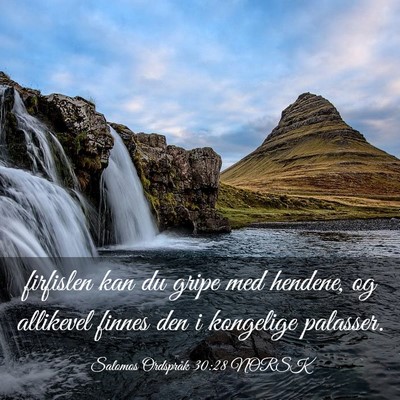 Picture 03 - Salomos Ordspråk 30:28 NORSK - firfislen kan du gripe med hendene, og allikevel - Bible Verse Picture