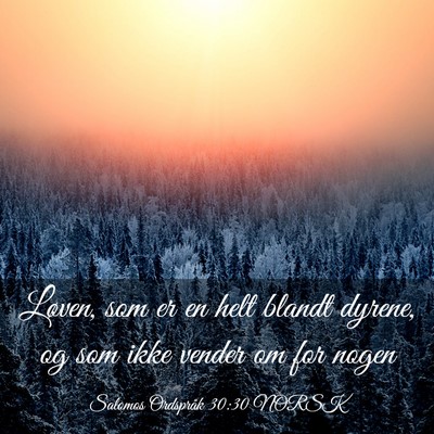 Picture 03 - Salomos Ordspråk 30:30 NORSK - Løven, som er en helt blandt dyrene, og som ikke - Bible Verse Picture