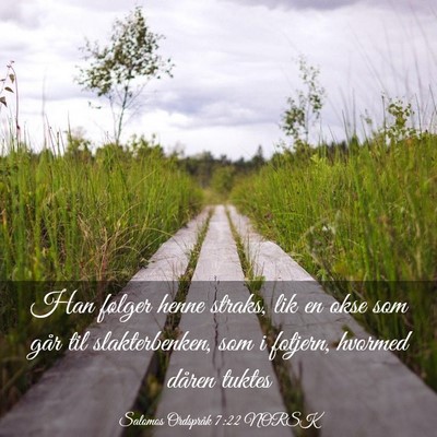 Picture 03 - Salomos Ordspråk 7:22 NORSK - Han følger henne straks, lik en okse som går - Bible Verse Picture