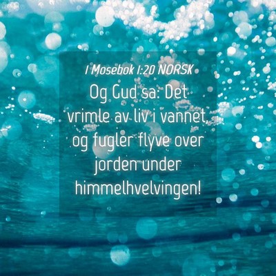 Picture 04 - 1 Mosebok 1:20 NORSK - Og Gud sa: Det vrimle av liv i vannet, og fugler - Bible Verse Picture
