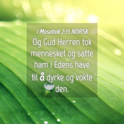 Picture 04 - 1 Mosebok 2:15 NORSK - Og Gud Herren tok mennesket og satte ham i Edens - Bible Verse Picture
