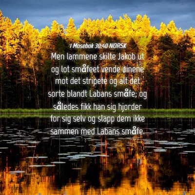 Picture 04 - 1 Mosebok 30:40 NORSK - Men lammene skilte Jakob ut og lot småfeet vende - Bible Verse Picture