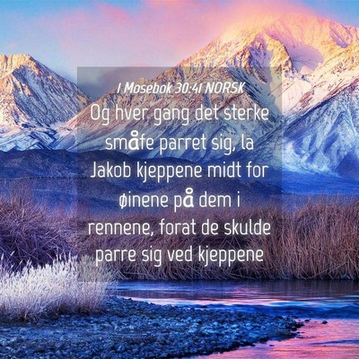 Picture 04 - 1 Mosebok 30:41 NORSK - Og hver gang det sterke småfe parret sig, la - Bible Verse Picture