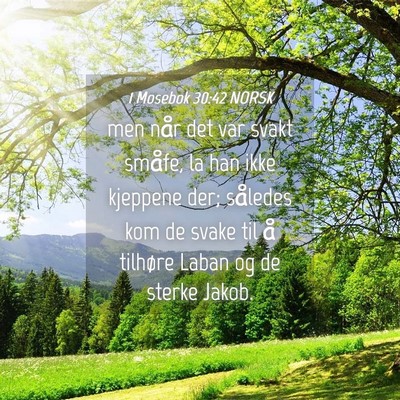 Picture 04 - 1 Mosebok 30:42 NORSK - men når det var svakt småfe, la han ikke - Bible Verse Picture
