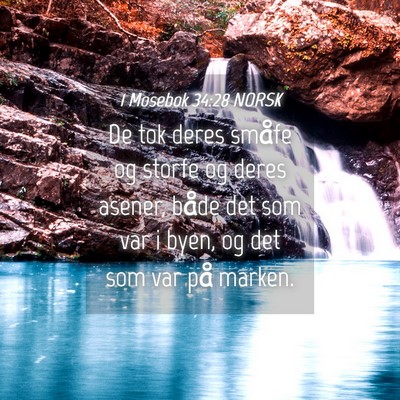 Picture 04 - 1 Mosebok 34:28 NORSK - De tok deres småfe og storfe og deres asener, - Bible Verse Picture