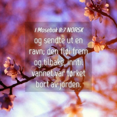 Picture 04 - 1 Mosebok 8:7 NORSK - og sendte ut en ravn; den fløi frem og tilbake, - Bible Verse Picture