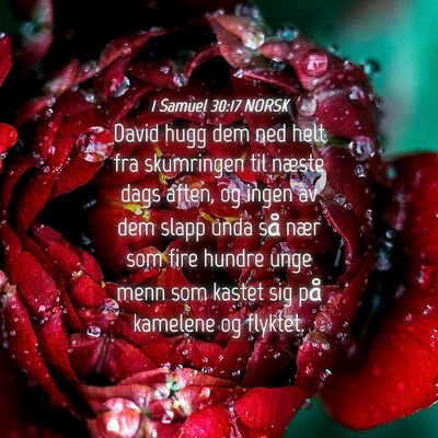 Picture 04 - 1 Samuel 30:17 NORSK - David hugg dem ned helt fra skumringen til næste - Bible Verse Picture